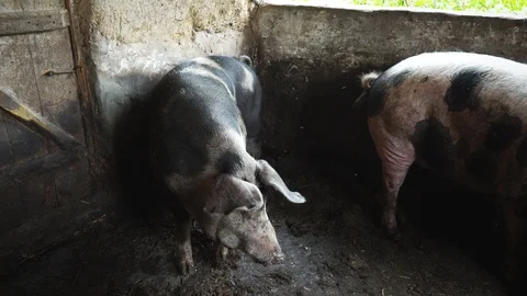 Two big pigs in a pigsty, spotty pigs rub against a wall in a pigsty Stock Footage 93904341