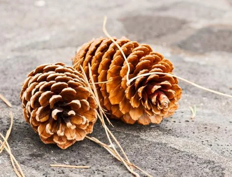 Two big pine cones Stock Photos