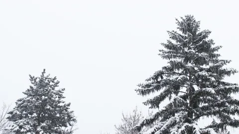Two big pine trees covered by snow on winter cold day Stock Footage 147139934