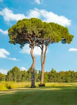Two big pine trees in a golf course in Belek Antalya Turkey Stock Photos