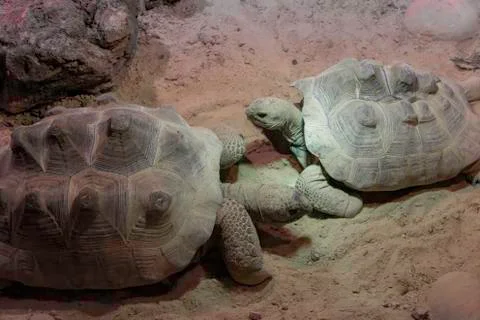 Two big Ploughshare tortoise facing each other Stock Photos