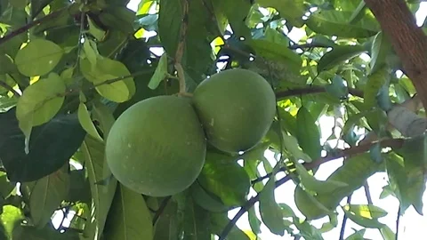 Two big pomelo fruit hanging on the tree. Grapefruit. Stock Footage 121504608