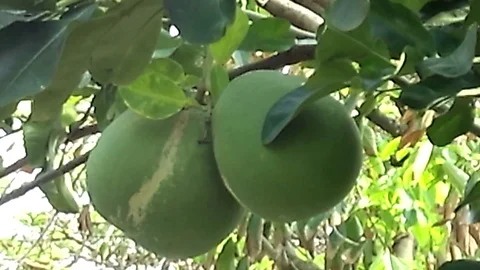 Two big pomelo fruit on the tree at the garden. Old grapefruit. Stock Footage 122238328
