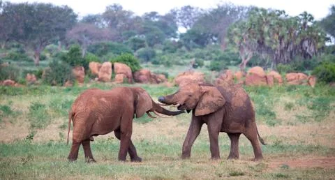 Two big red elephants try to fight each other with the trunks Stock Photos