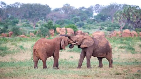 Two big red elephants try to fight each other with the trunks Stock Photos