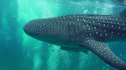 Two big remoras hanging on to a whale shark passing by. Stock Footage 78992685