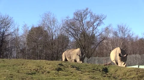 Two big rhinos in the grass Stock Footage 46206913