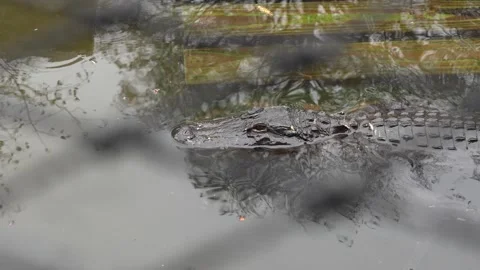Two big scary crocodiles sunning themselves on the shore of a lake Stock Footage 293034935