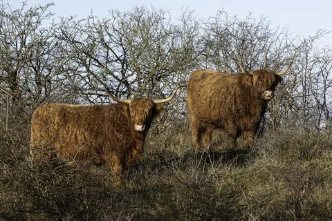 Two big scottisch highlanders Stock Photos