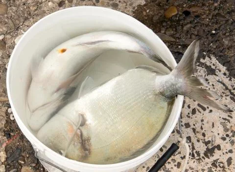 Two big sea bream Stock Photos