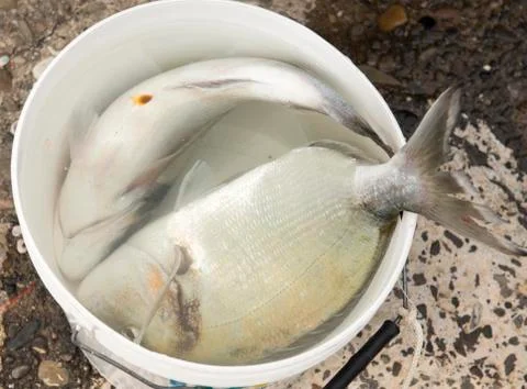 Two big sea bream Stock Photos