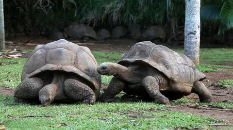 Two Big Seychelles turtles sympathizing each other. Mauritius Stock Footage 50142266