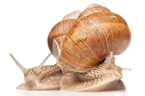 Two big snails Stock Photos