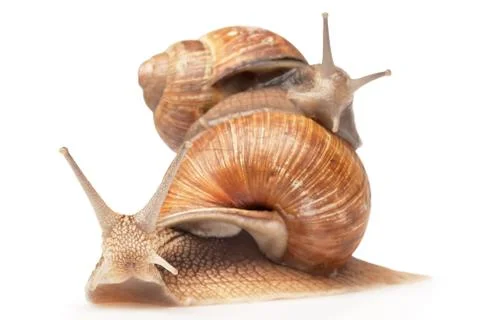Two big snails Stock Photos