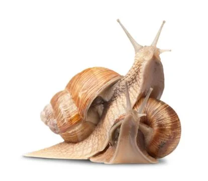 Two big snails Stock Photos