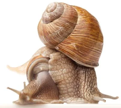 Two big snails Stock Photos