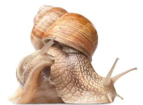 Two big snails Stock Photos