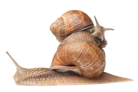 Two big snails posing Stock Photos