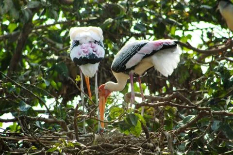 Two big stork sitting in a tree Stock Photos