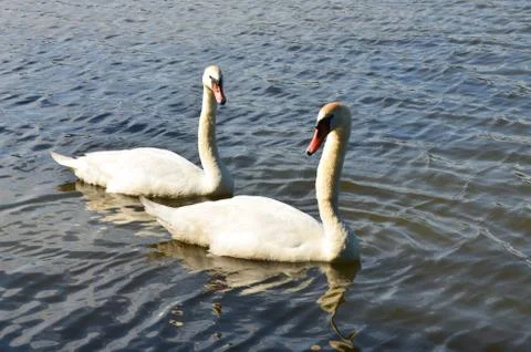 Two big swans Stock Photos
