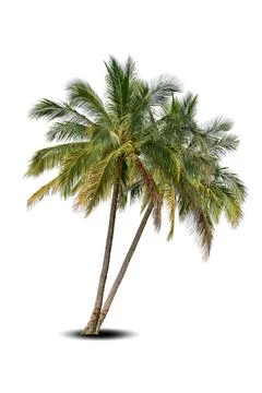 Two big tree Coconut isolated on white background Stock Photos