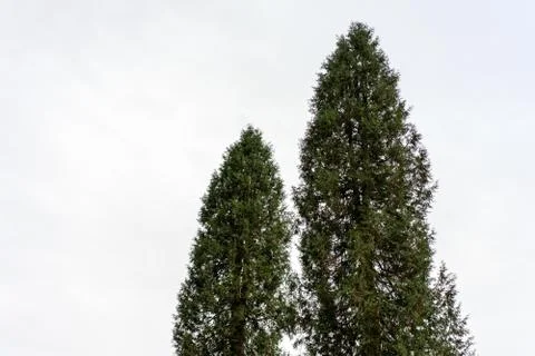 Two big trees with dark rainy sky background Stock Photos