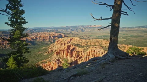 Two big trees in the foreground at Bryce Point Stock Footage 209146824