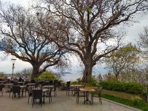 Two big trees in the garden of the cafe with seascape Foto stock