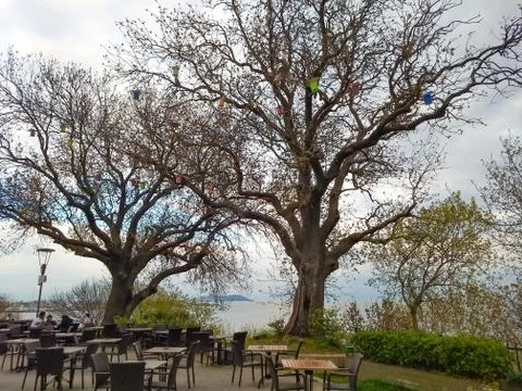 Two big trees in the garden of the cafe with seascape Foto stock