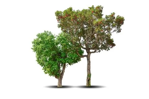 Two big trees isolated on white background Stock Photos