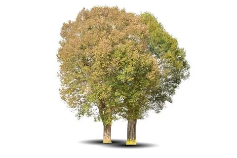 Two big trees isolated on white background Stock Photos