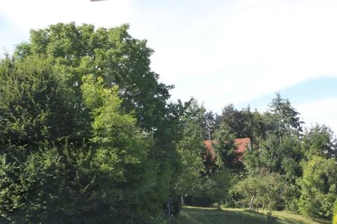 Two big trees. Stock Photos