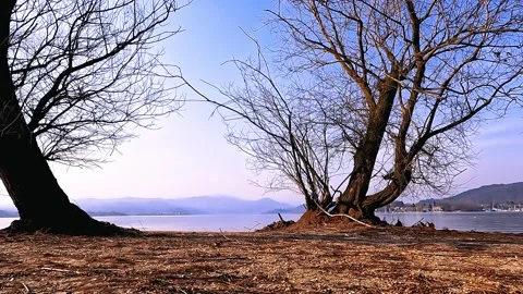 Two big trees on the shore of lake Maggiore northern italy Stock Footage 230522089