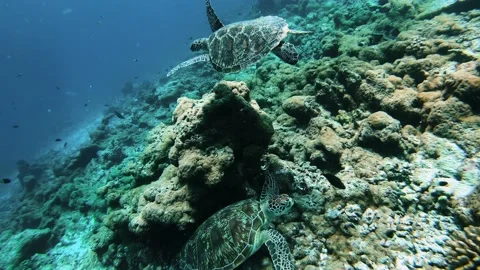 Two big turtles swim on the ocean floor, an amazing beautiful underwater world. Stock Footage 146151917
