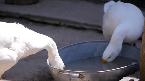 Two big white geese walking on farm yard and drinking water. Rural scene. Stock Footage 113217237