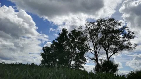 Two  bigger trees by  wind and traffic clouds Foto stock