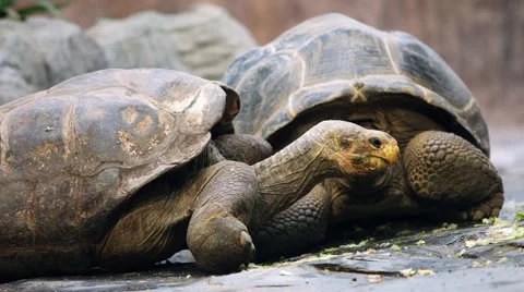 Two biggest tortoise eat fresh vegetables Vidéo 59462782
