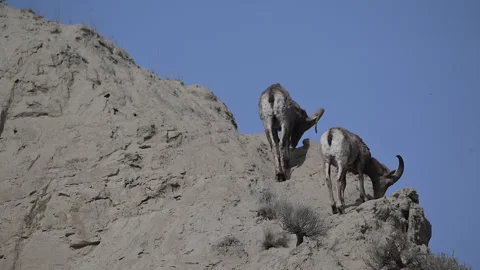 Two bighorn sheep rams climb to summit of clay hill, skylined, 4k Stock Footage 270189182