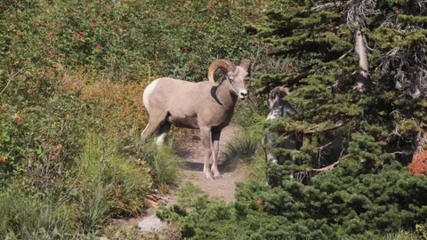 Two Bighorn Sheep Rams fighting on a forest path among in Glacier National Park Vídeo Stock 330254796