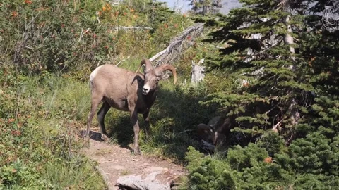 Two Bighorn Sheep Rams fighting on a forest path in Glacier National Park Stock Footage 330254799