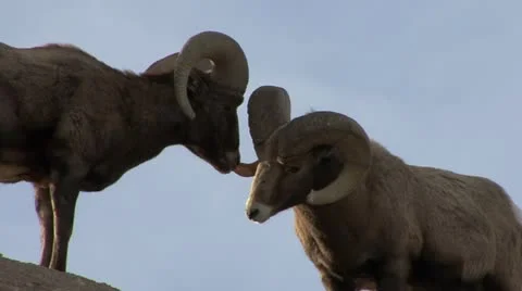 Two Bighorn Sheep Rams Touching Heads in Badlands Stock Footage