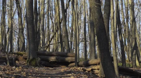 Two bikers racing in wild Video stock 56776240
