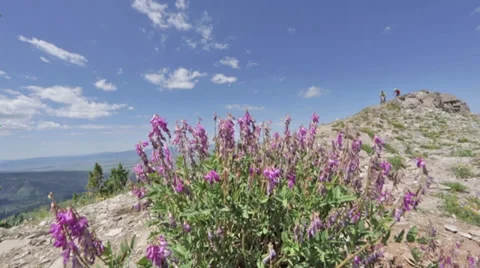 Two bikers in slow motion on a rocky ridge with purple flowers in Idaho Stock Footage 36317331