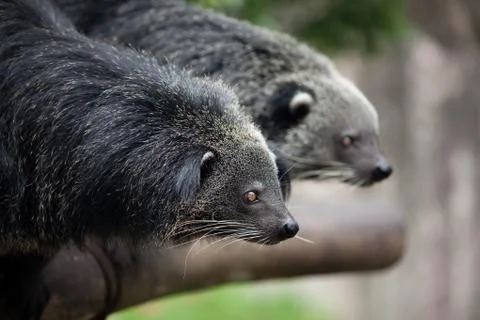 Two binturongs Stock Photos