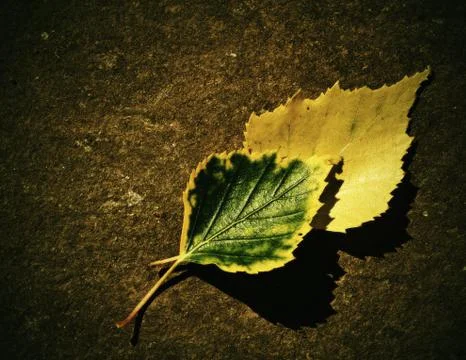 Two of birch leaves Stock Photos