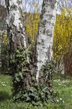 Two birch posts in green bindweed, in the garden Stock Photos