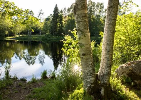 Two birch tree trunks in front of a beautiful pond with reflections in the water Stock Photos