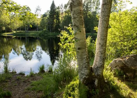 Two birch tree trunks in front of a beautiful pond with reflections in the water Stock Photos