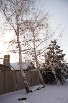 Two birch trees and log bench in the winter garden. Photos