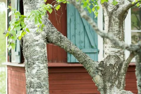 Two Birch Trees Grown Together Foto stock